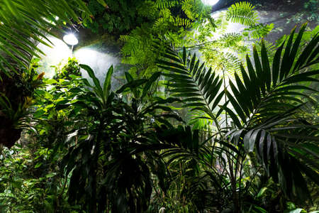Beautiful garden with ferns and tropical plants, selective focus. high quality photoの写真素材