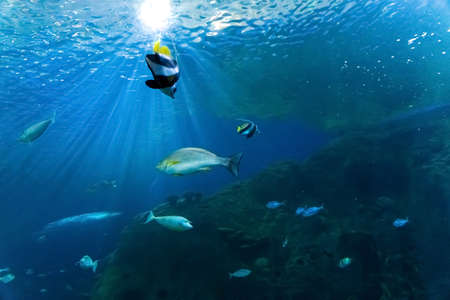 Animals of the underwater marine world. Ecosystem. Multicolored tropical fish. Life in a coral reef. high quality photoの写真素材