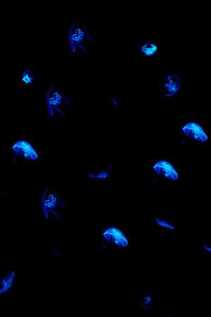Jellyfish swim through the dark ocean. Their shapes are fascinating. Dangerous jellyfish. high quality photoの写真素材