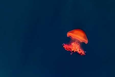 Beautiful, red jellyfish swim alone close-up. Oceanarium, aquarium. high quality photoの写真素材