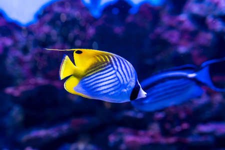 Animals of the underwater marine world. Ecosystem. Multicolored tropical fish. Life in a coral reef. high quality photoの写真素材
