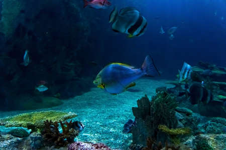 Animals of the underwater marine world. Ecosystem. Multicolored tropical fish. Life in a coral reef. high quality photoの写真素材