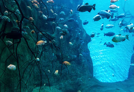Animals of the underwater marine world. Ecosystem. Multicolored tropical fish. Life in a coral reef. high quality photoの写真素材