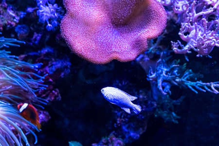 Animals of the underwater marine world. Ecosystem. Multicolored tropical fish. Life in a coral reef. high quality photoの写真素材