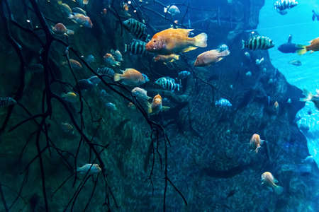 Animals of the underwater marine world. Ecosystem. Multicolored tropical fish. Life in a coral reef. high quality photoの写真素材