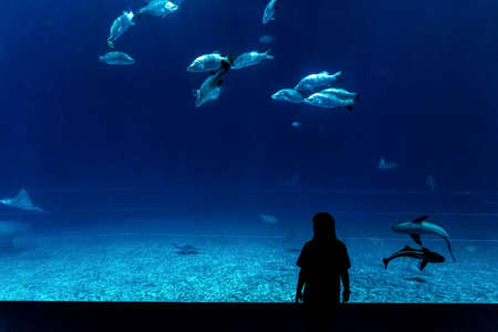 Girl watching a school of fish swimming in the aquarium. high quality photoの写真素材