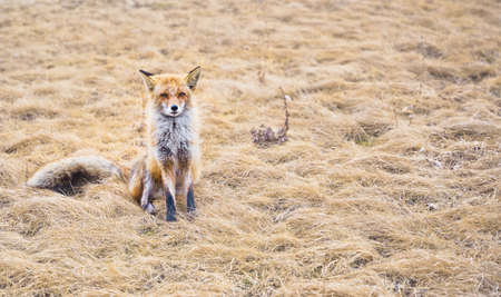 red fox. A young mammal stands on a field under sunlight. high quality photoの写真素材