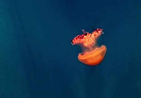 Beautiful, red jellyfish swim alone close-up. Oceanarium, aquarium. high quality photoの写真素材