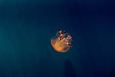 Beautiful, red jellyfish swim alone close-up. Oceanarium, aquarium. high quality photoの写真素材