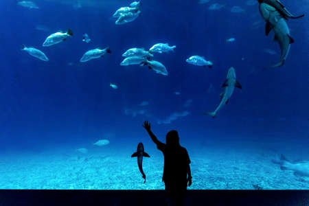 Girl watching a school of fish swimming in the aquarium. high quality photoの写真素材