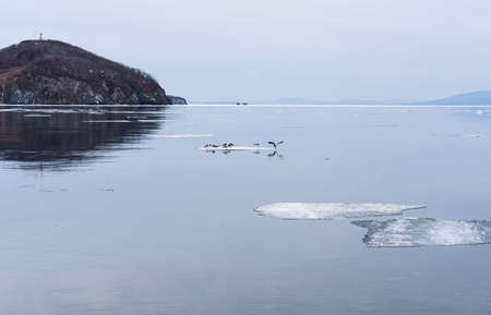 Melting ice. Icebreaker, many white ice floats in the water. high quality photoの写真素材
