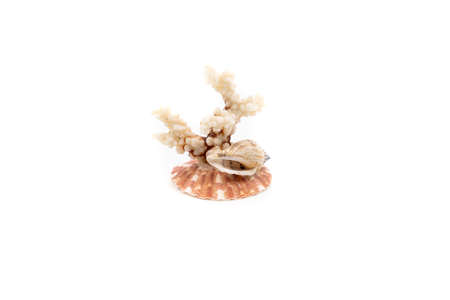 Misc sea shells caught from the beach. high quality photoの写真素材