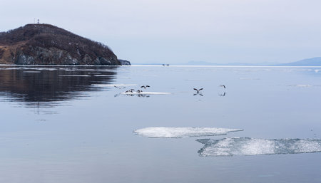 Melting ice. Icebreaker, many white ice floats in the water. high quality photoの写真素材