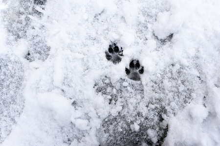 Footprints of a dog on the snow background. high quality photoの写真素材