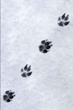 Footprints of a dog on the snow background. high quality photoの写真素材