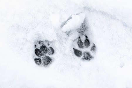 Footprints of a dog on the snow background. high quality photoの写真素材