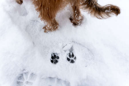 Footprints of a dog on the snow backgroundの写真素材
