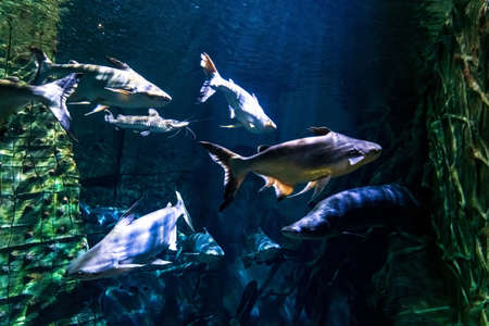 Animals of the underwater marine world. Ecosystem. Multicolored tropical fish. Life in a coral reef. high quality photoの写真素材