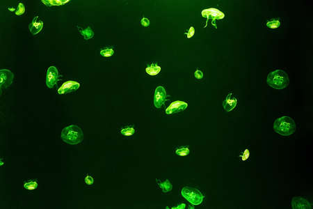 Jellyfish swim through the dark ocean. Their shapes are fascinating. Dangerous jellyfish. high quality photoの写真素材