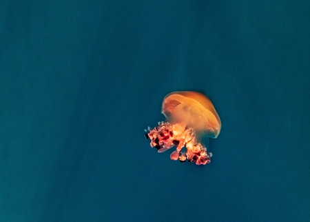 Beautiful, red jellyfish swim alone close-up. Oceanarium, aquarium. high quality photoの写真素材
