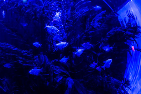 Animals of the underwater marine world. Ecosystem. Multicolored tropical fish. Life in a coral reef. high quality photoの写真素材