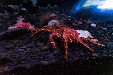 Beautiful, red crab in the oceanarium, in the aquarium High quality photoの写真素材