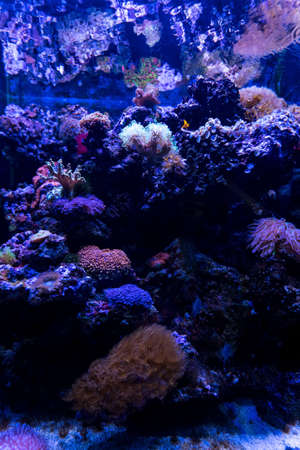 Underwater bright world with corals and fishes. Natural background, copy space. high quality photoの写真素材
