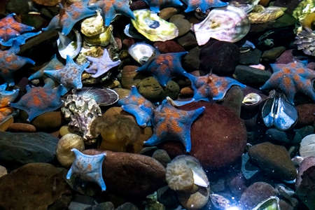 Sea animals, stars, mussels, shells, scallops. high quality photoの写真素材