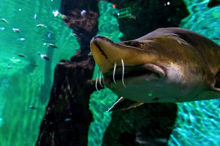 Big shark in the oceanarium, in the sea in the aquarium. close-up. high quality photoの写真素材