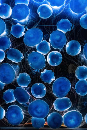 a lot of jellyfish animal background. Jelly fish pattern. high quality photoの写真素材