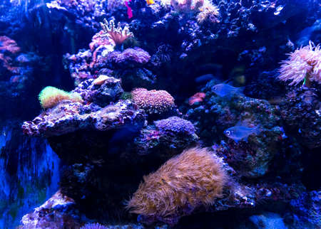 Animals of the underwater marine world. Ecosystem. Multicolored tropical fish. Life in a coral reef. high quality photoの写真素材