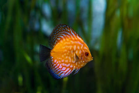 Animals of the underwater marine world. Ecosystem. Multicolored tropical fish. Life in a coral reef. high quality photoの写真素材