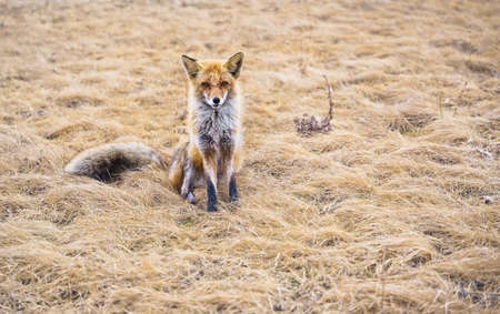 red fox. A young mammal stands on a field under sunlight. high quality photoの写真素材