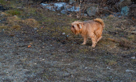 Clean up after your dog's poo. Cute griffon faces. Guessing is not allowed. high quality photoの写真素材