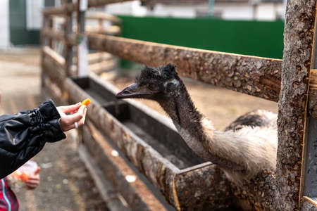 ostrich takes food from a woman's hand, feeding an ostrich at the zoo, ostrich eats . high quality photoの写真素材