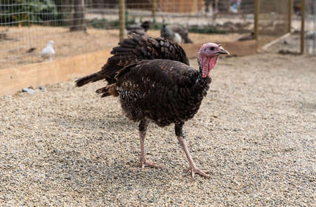 Live turkey in the farm yard. close up. high quality photoの写真素材