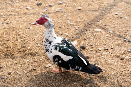 Indoda. Male duck in the yard of the chicken coop on the farm. high quality photoの写真素材