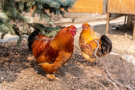 A beautiful rooster standing on the grass on a blurred green nature background. Rooster of the zodiac year. Year of the rooster. high quality photoの写真素材