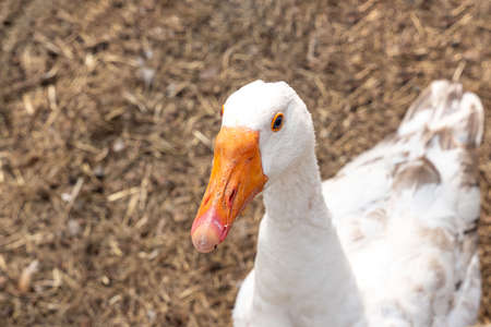 White goose close-up. The background is blurry. high quality photoの写真素材