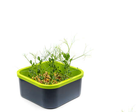 Microgreens pea isolated on white background. Fresh micro greens pea sprouts. high quality photoの写真素材