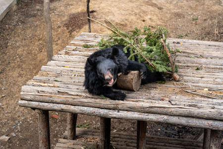 Black bear lies resting in the zoo. high quality photoの写真素材