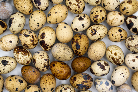 Easter composition. Easter background. Easter quail eggs. Quail eggs on gray background. high quality photoの写真素材
