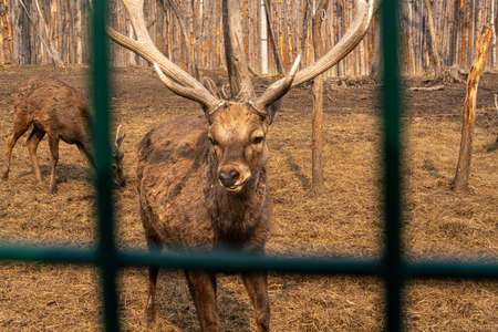 the cute deer in the zoo. high quality photoの写真素材