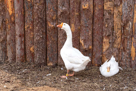 The white geese are going to play on the ground. high quality photoの写真素材