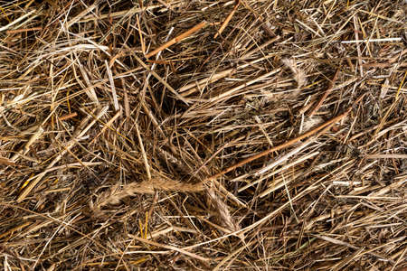 Close up of straw background texture. high quality photoの写真素材