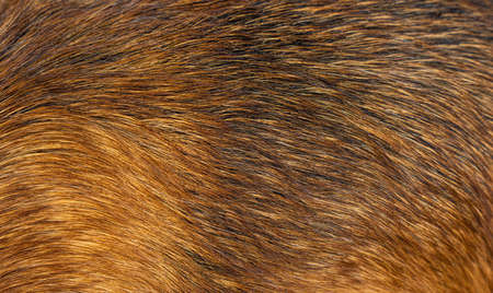 dog fur textures. Red dog fur natural for backgrounds, textures and wallpapers. high quality photoの写真素材