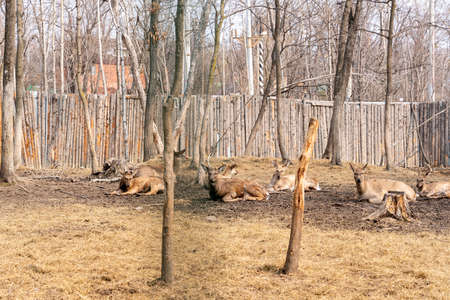 the cute deer in the zoo. high quality photoの写真素材