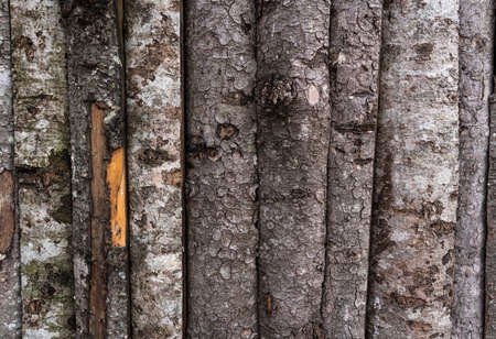 Board on Board wooden fence shows signs of wear and tear, needs to be stained again. high quality photoの写真素材