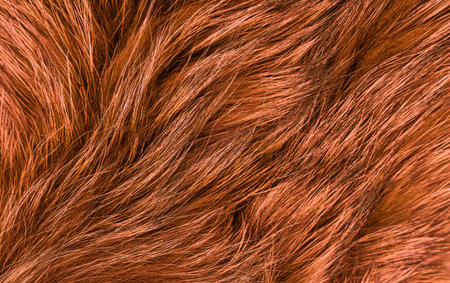 Texture of long-haired raccoon fur, color red. close up. natural fur, dyed. fur farming. background, wallpaper. high quality photoの写真素材