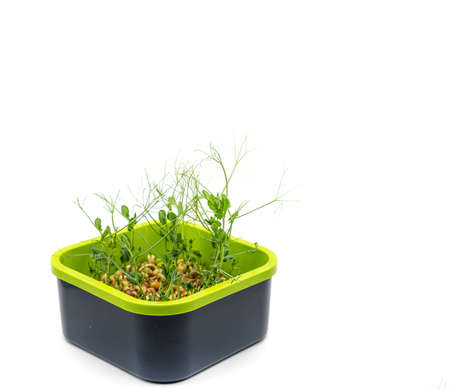 Microgreens pea isolated on white background. Fresh micro greens pea sprouts. high quality photoの写真素材